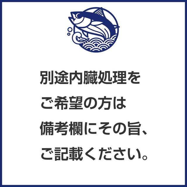 【送料込み】 和歌山 （串本）のもちもちケンケンカツオ 初鰹 丸ごと1本 3㎏台 ※水揚げ次第！