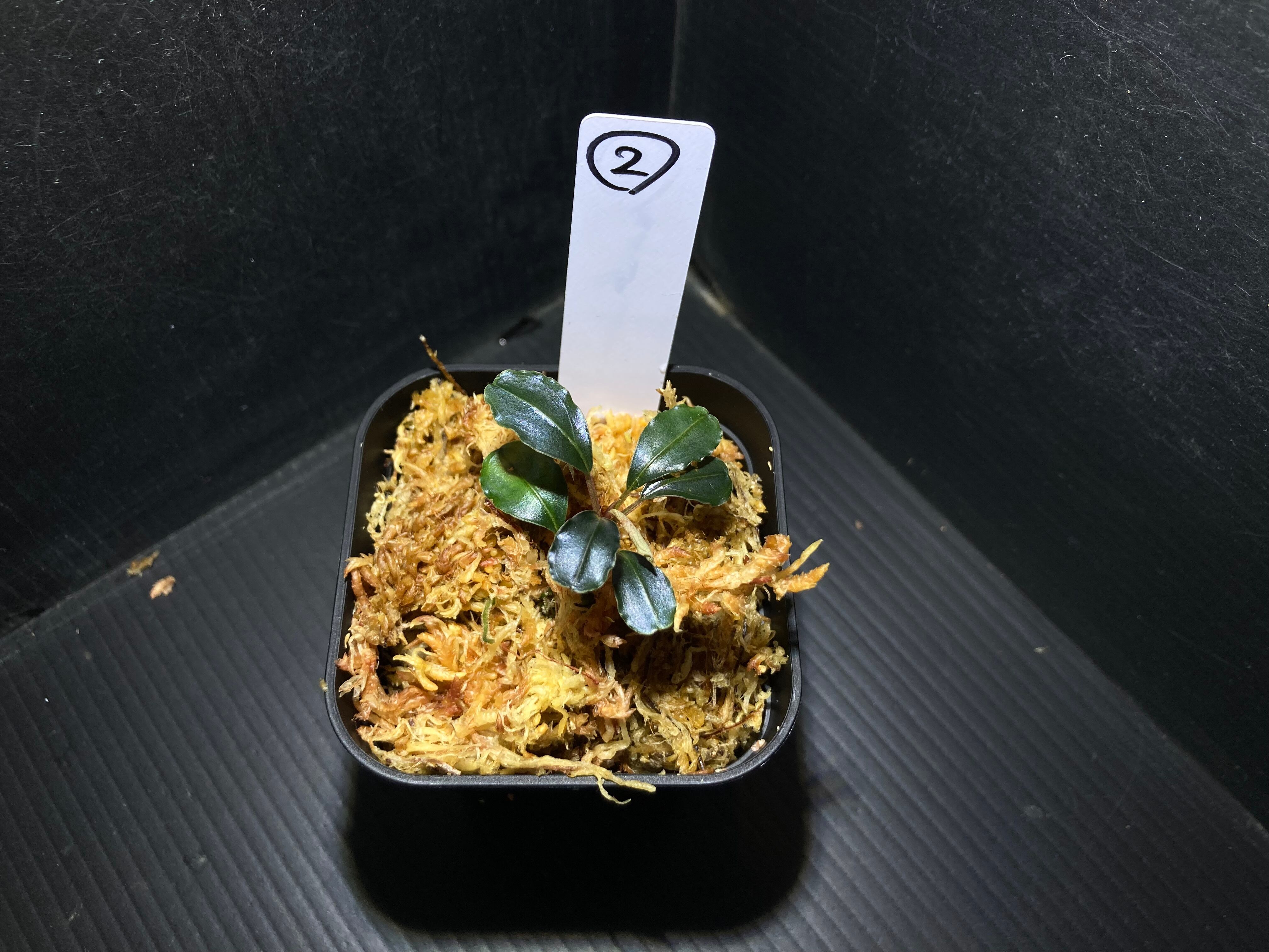 ブセファランドラ | AquaFocus