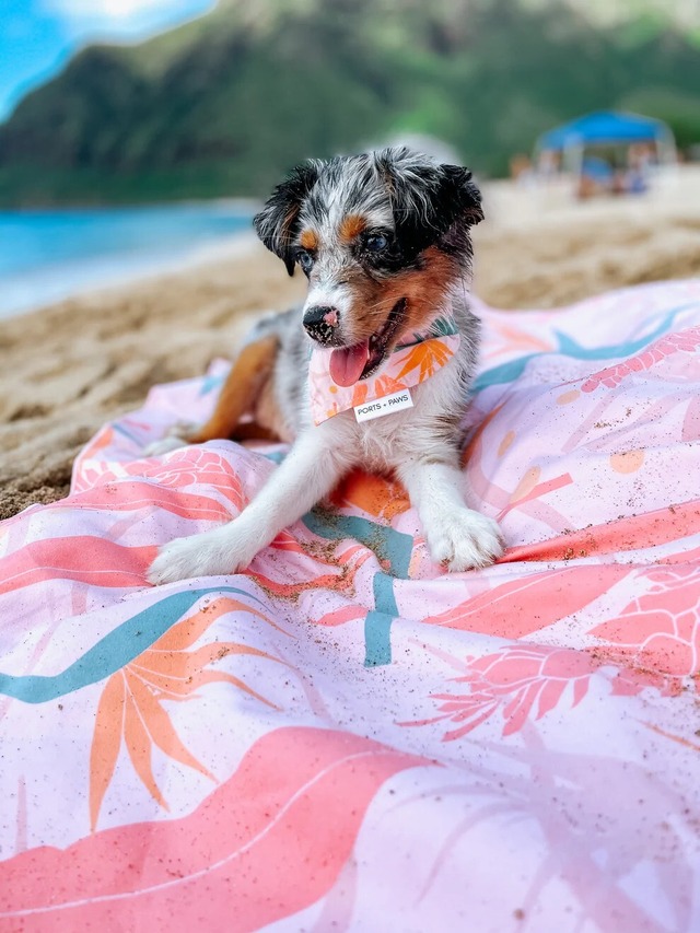 【PORTS+PAWS】Quick Dry Bandana PAIKO
