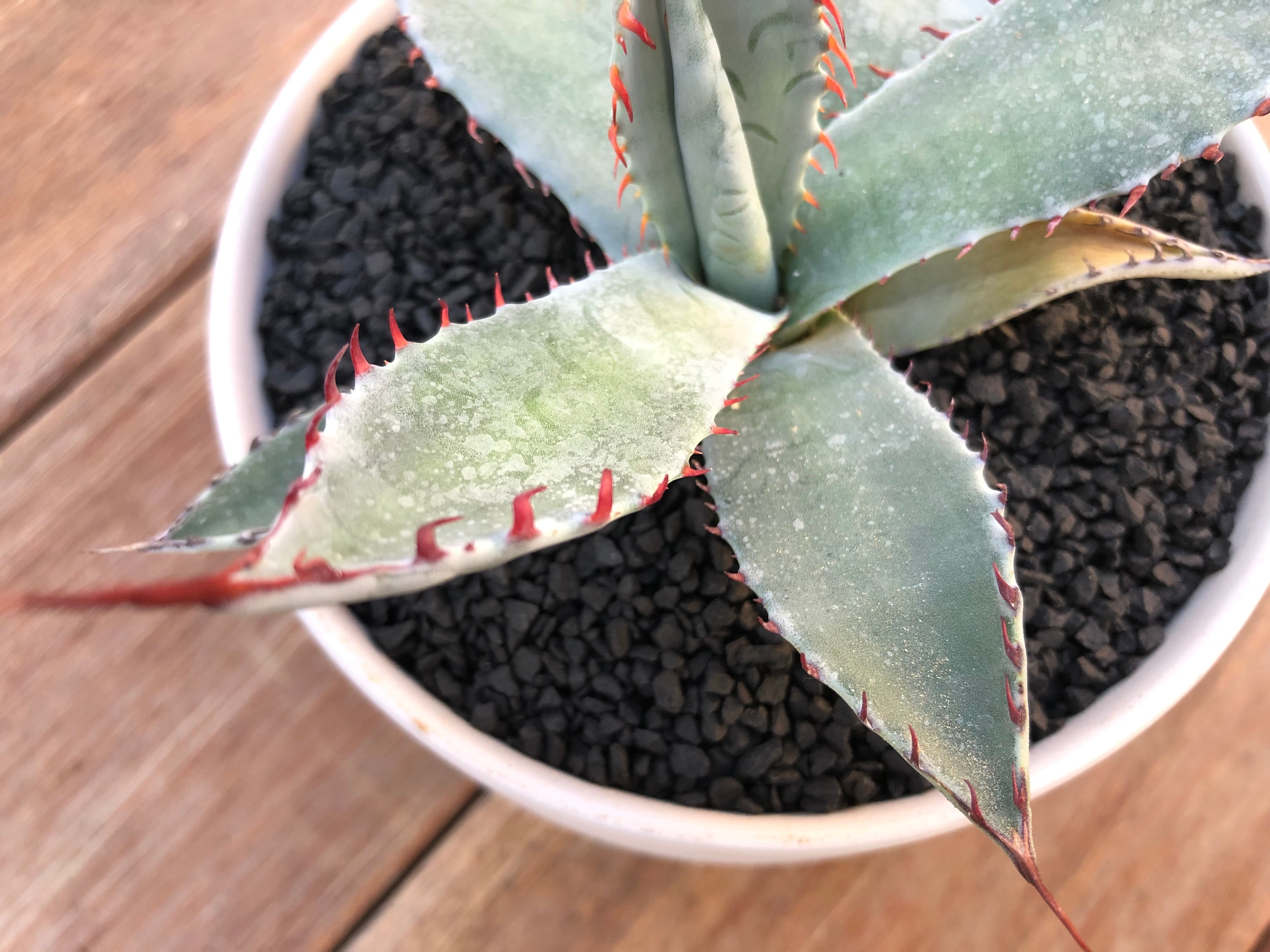 Agave 'Kutsugen no Maiougi' 屈原の舞扇 アガベ 多肉植物 | plants