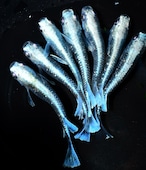 【現物】幻想シルバータイプ 3ペア+1