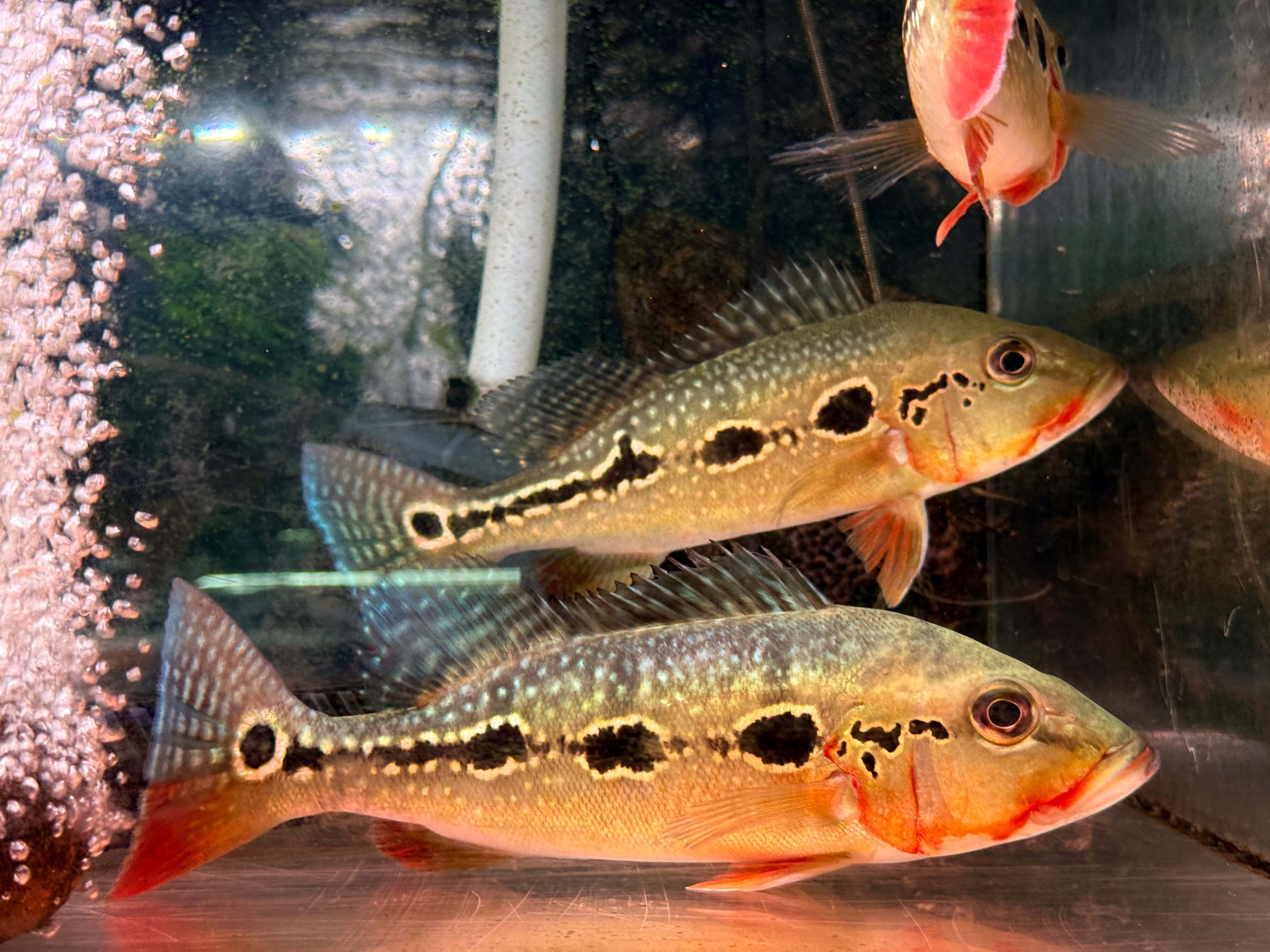 I07 キクラテメンシス 8-9㎝前後 オリノコワイルド | アクアショップ