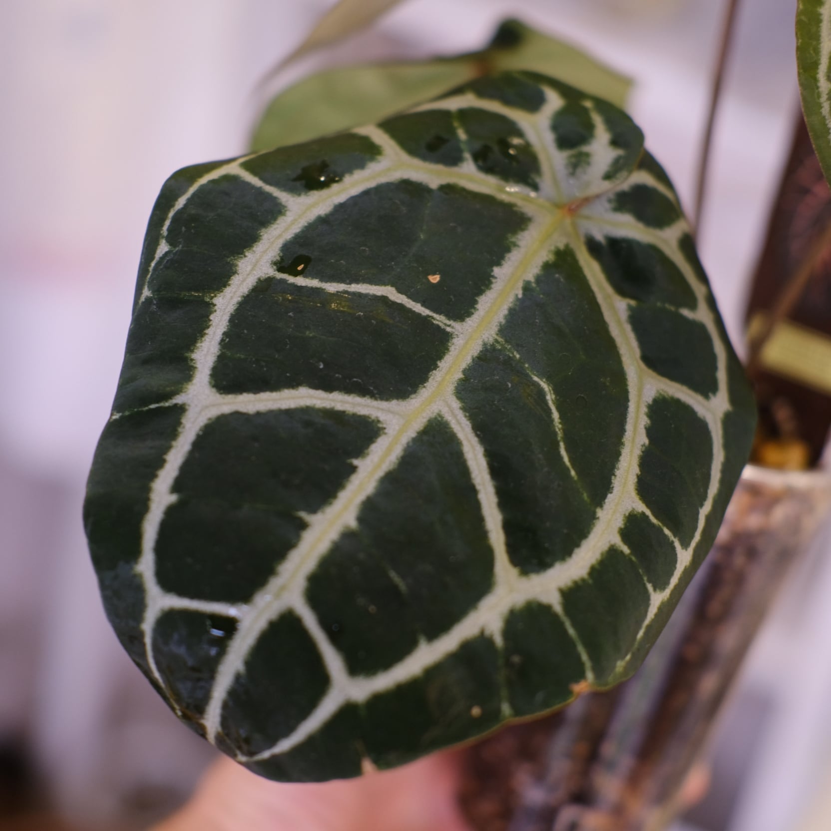 正規タグ】Anthurium 'Michelle' by DOC BLOCK⑯ / アンスリウム