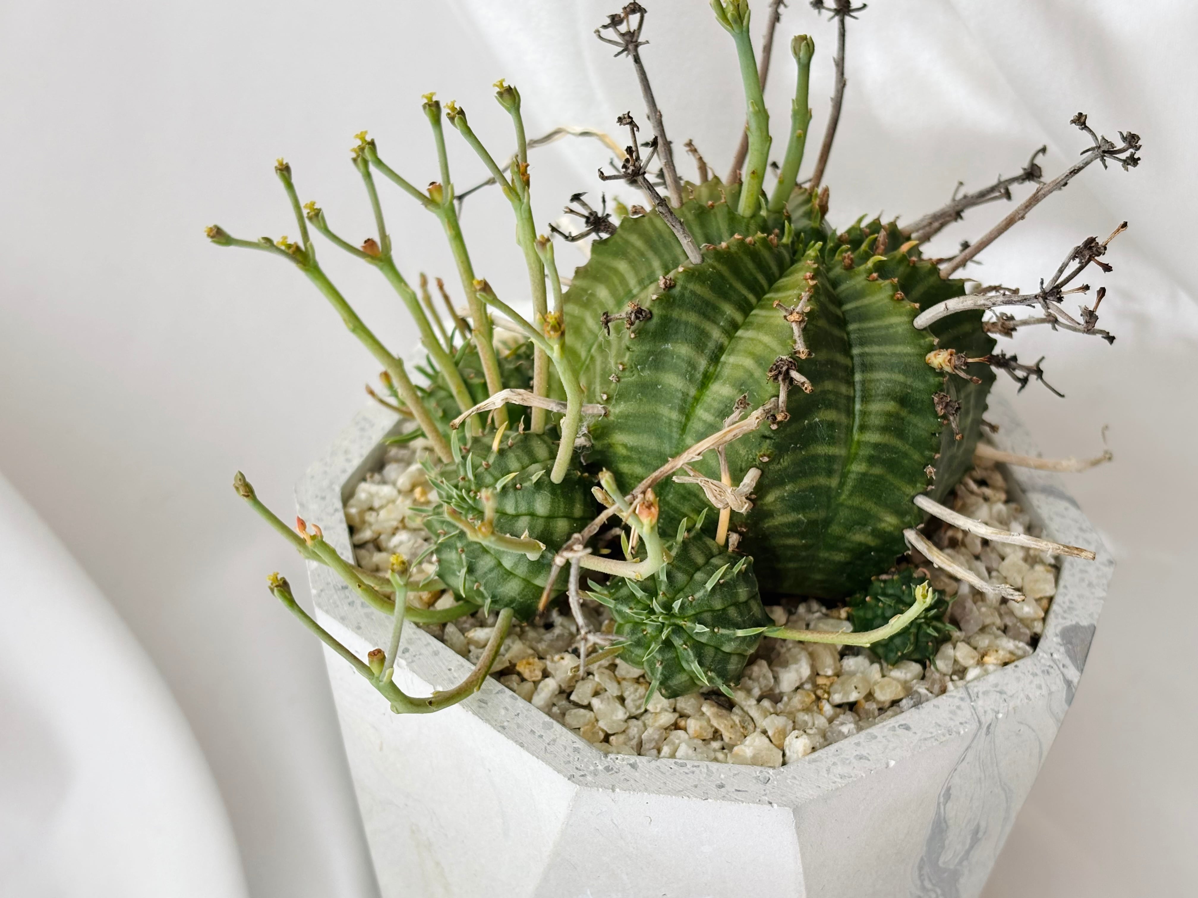 群生バリダ✳️大株 鉢付き　ユーフォルビアバリダ スーパーバリダ Euphorbia valida ユーフォルビア スーパーバリダ 群生株 多肉植物