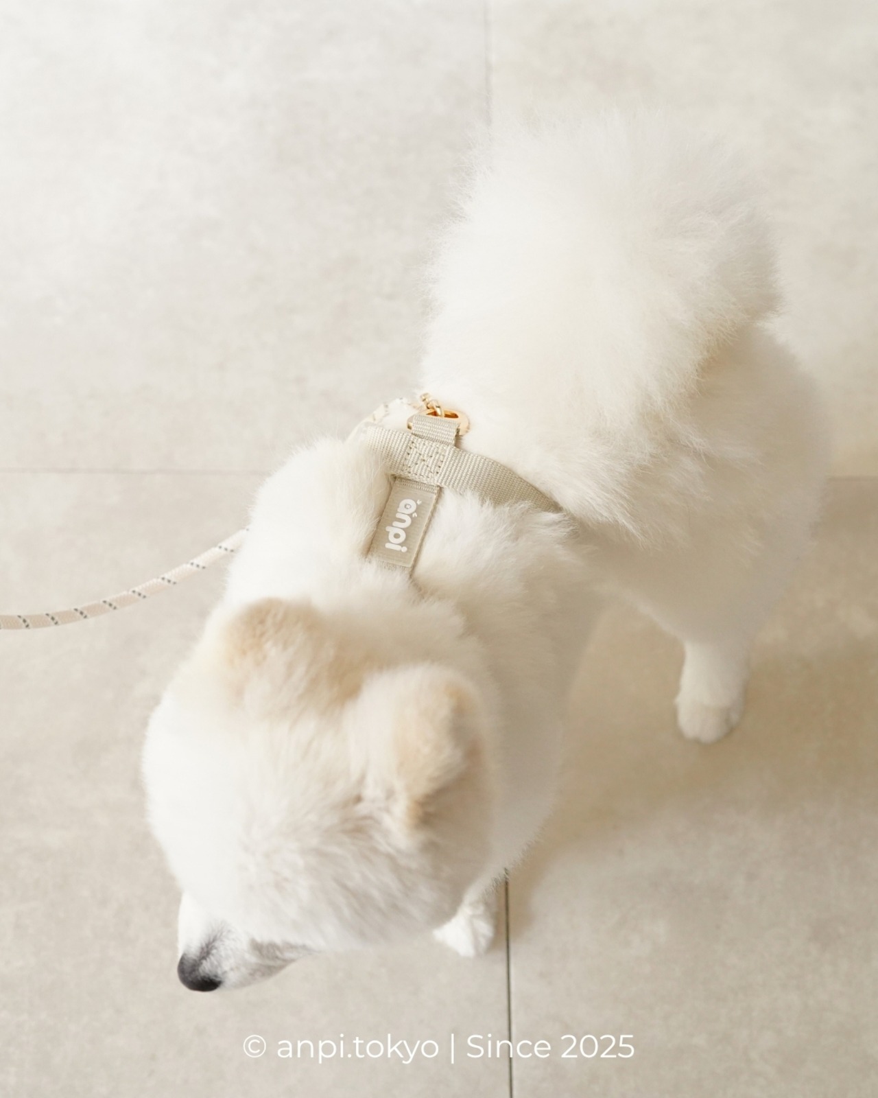 【即納】ハーネス＆ゴールドAカン