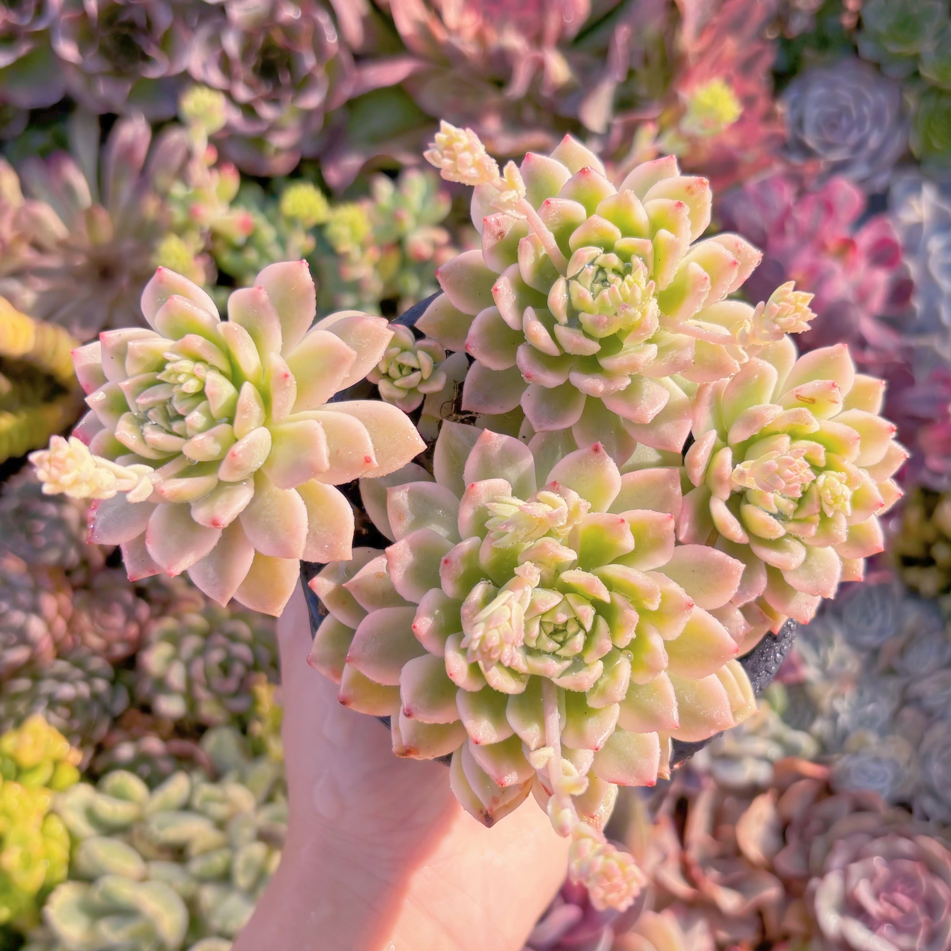 現品　マッコス錦#A088　群生　るる農園