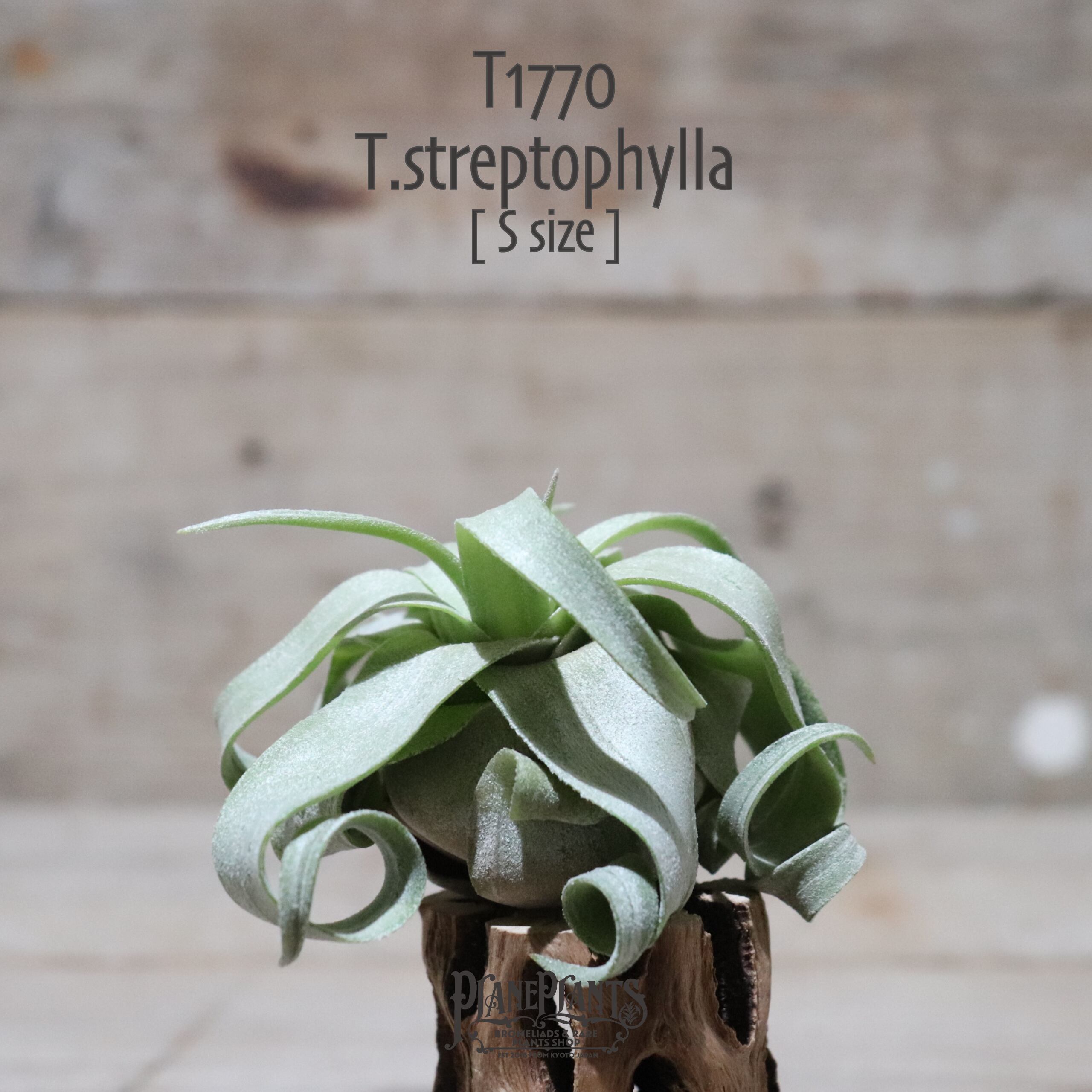 【送料無料】ストレプトフィラ S〔エアプランツ〕現品発送T1770