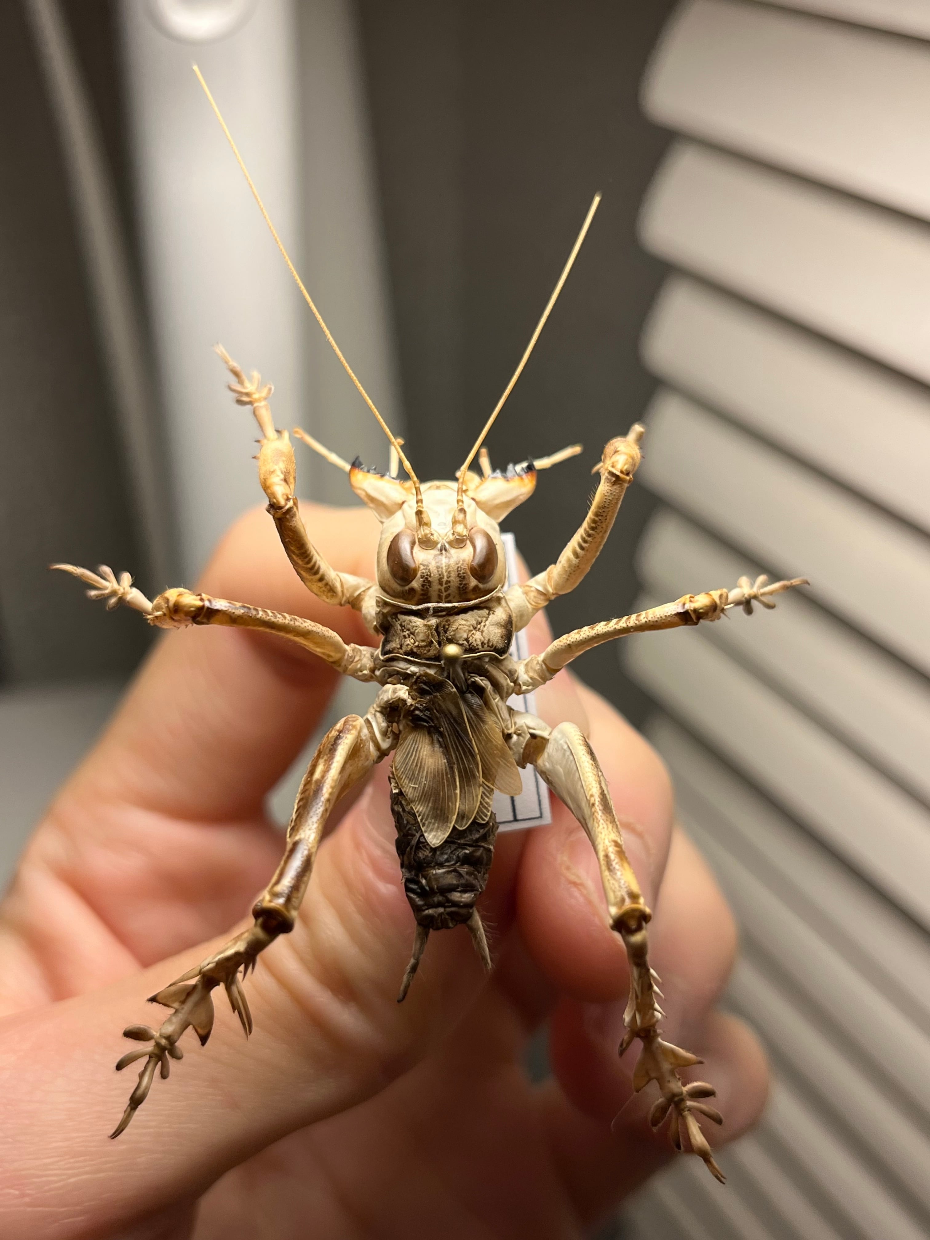 マキバネコロギス 昆虫標本バッタ キリギリスコロギスリオック直翅類