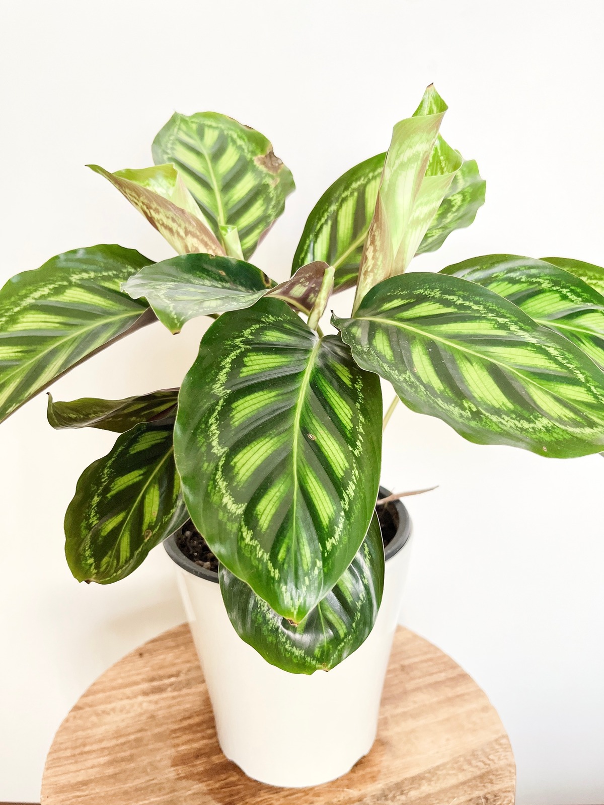 希少 観葉植物 カラテア フレームスター 5号 送料込み Calmcafe