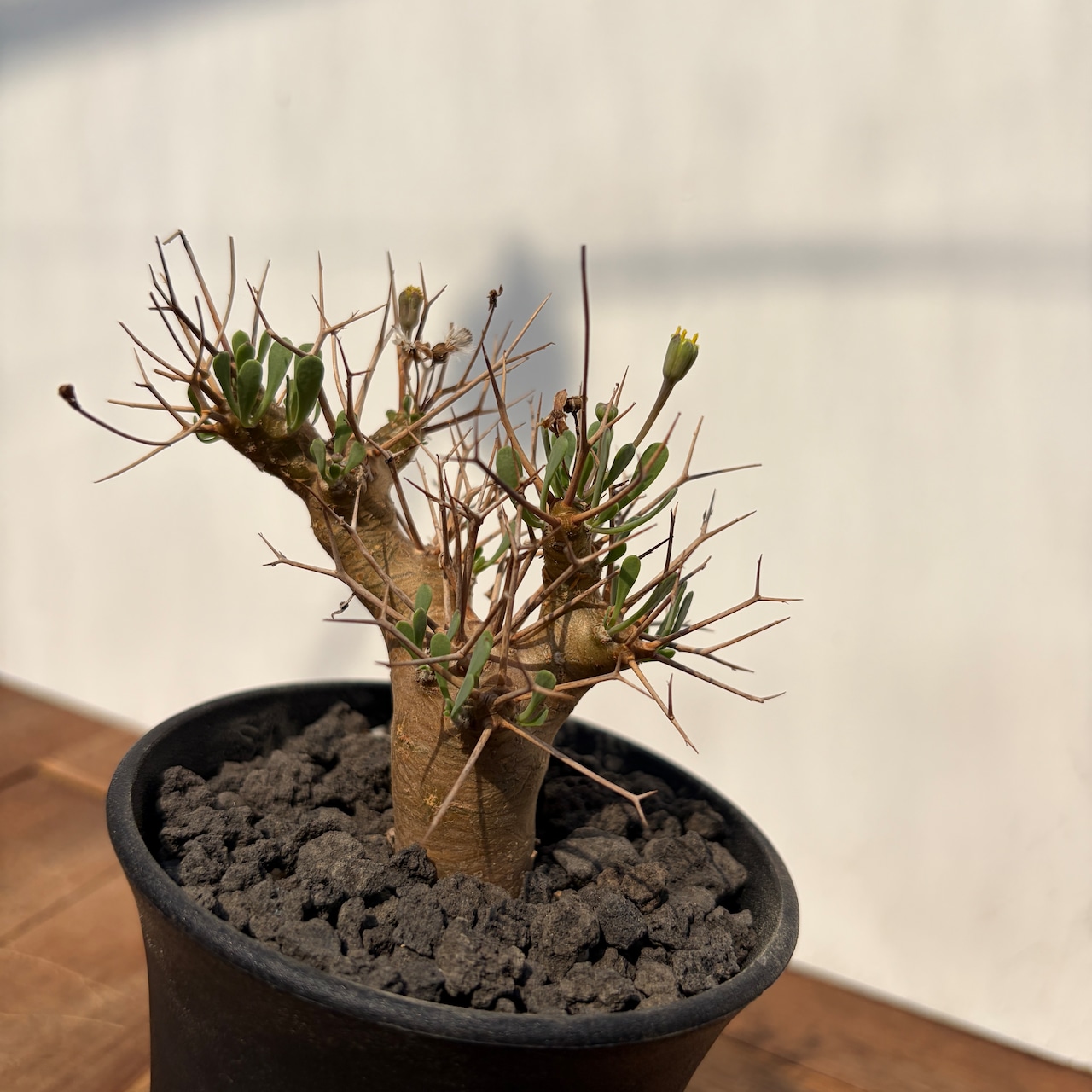 Othonna euphorbioides【オトンナ・ユーフォルビオイデス・実生】