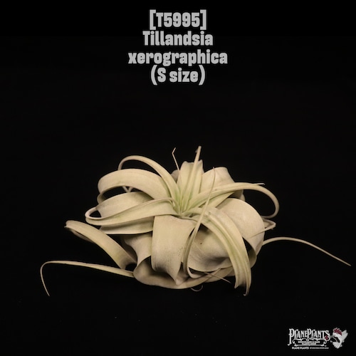 Tillandsia xerographica S〔ティランジア〕T5995