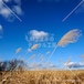 青空に揺れるススキ 豊頃町　Pampas grass swaying in the blue sky Toyokoro Town