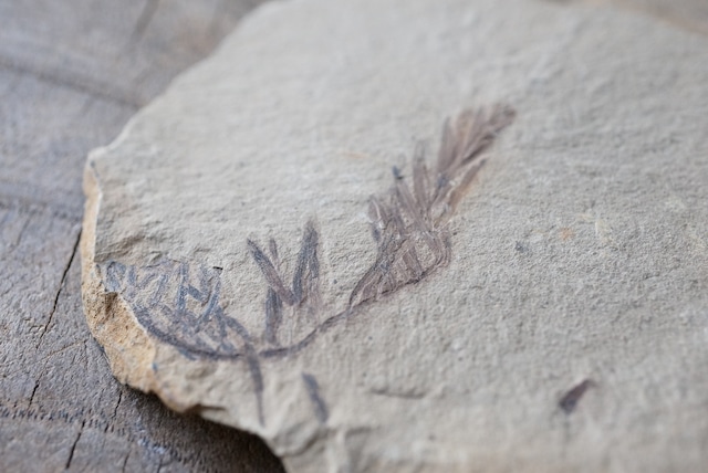 メタセコイア化石 2 Metasequoia sp.