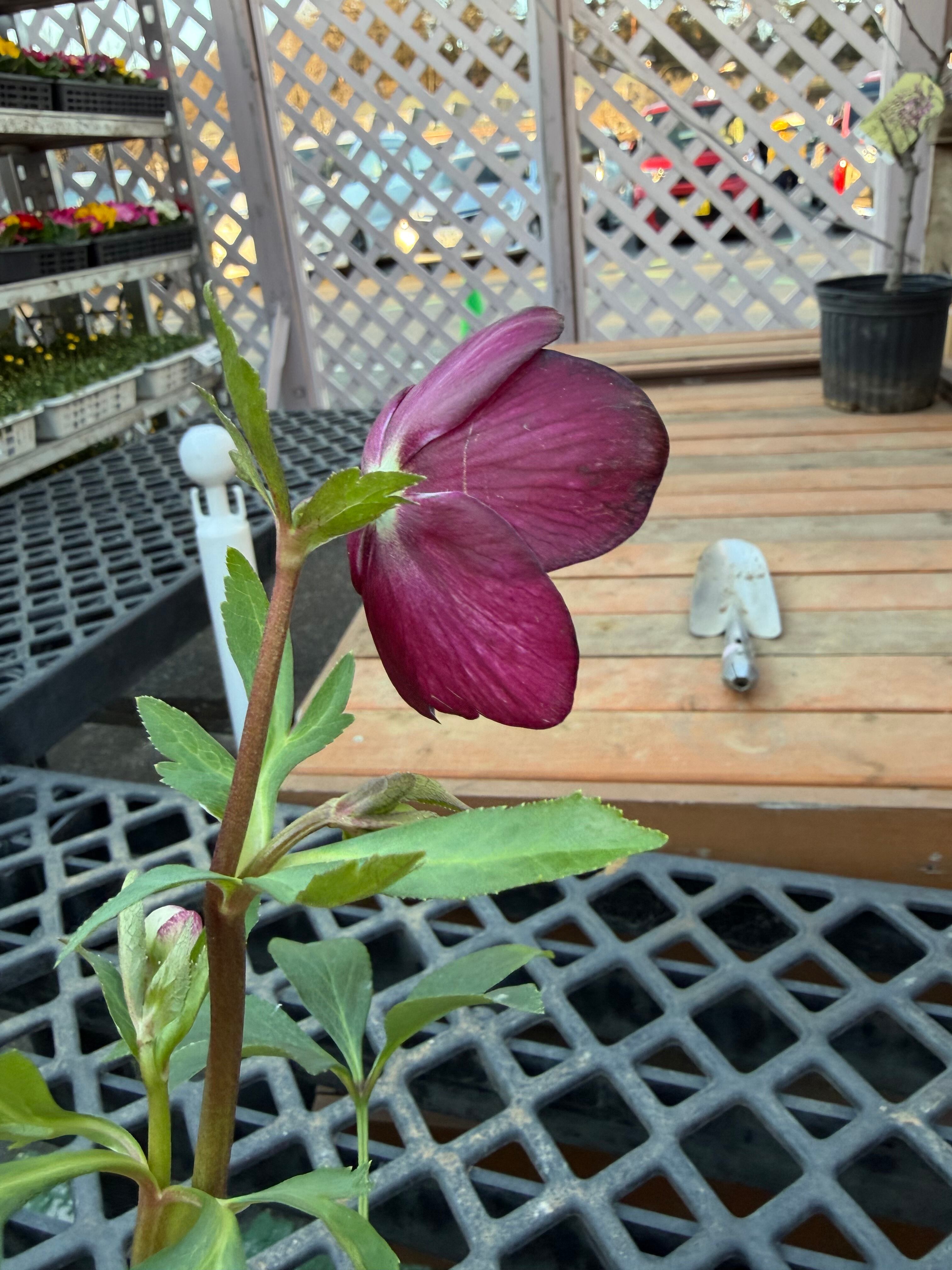 赤蕊バイカラーピンクレッドベイン 髙正園 クリスマスローズ【Ta05