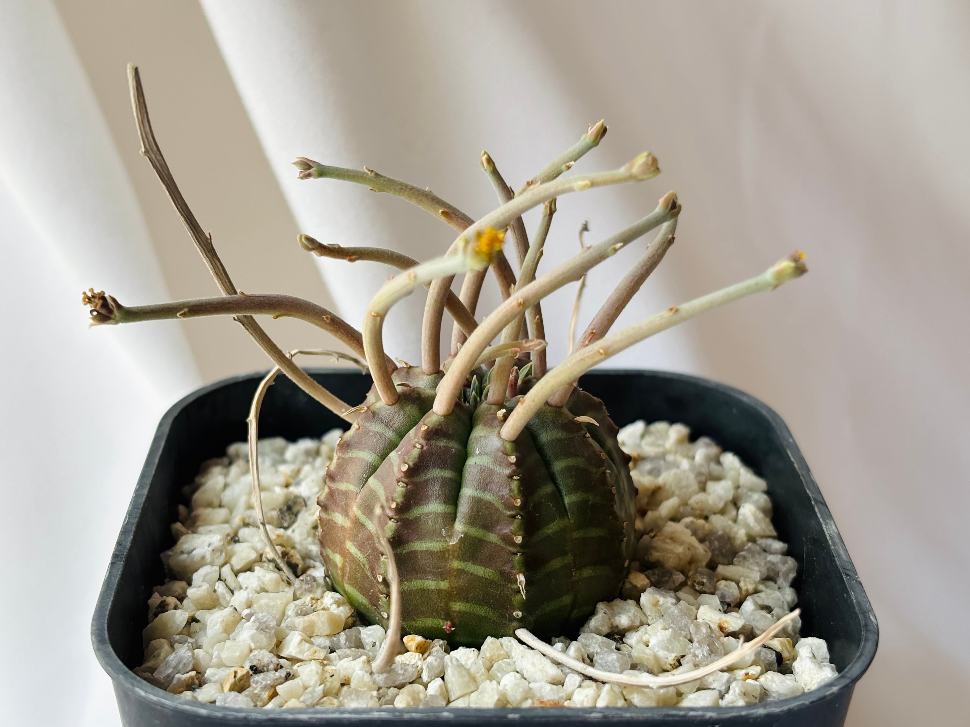 Euphorbia valida ユーフォルビア スーパーブラックバリダ 強刺選抜
