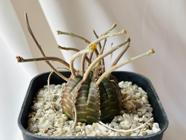 Euphorbia valida ユーフォルビア スーパーバリダ 多肉植物