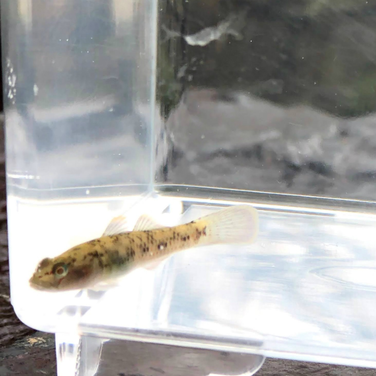 ※セット販売※(淡水魚)ヨシノボリ(種類混合) 3~5cm± (3匹)【生体】