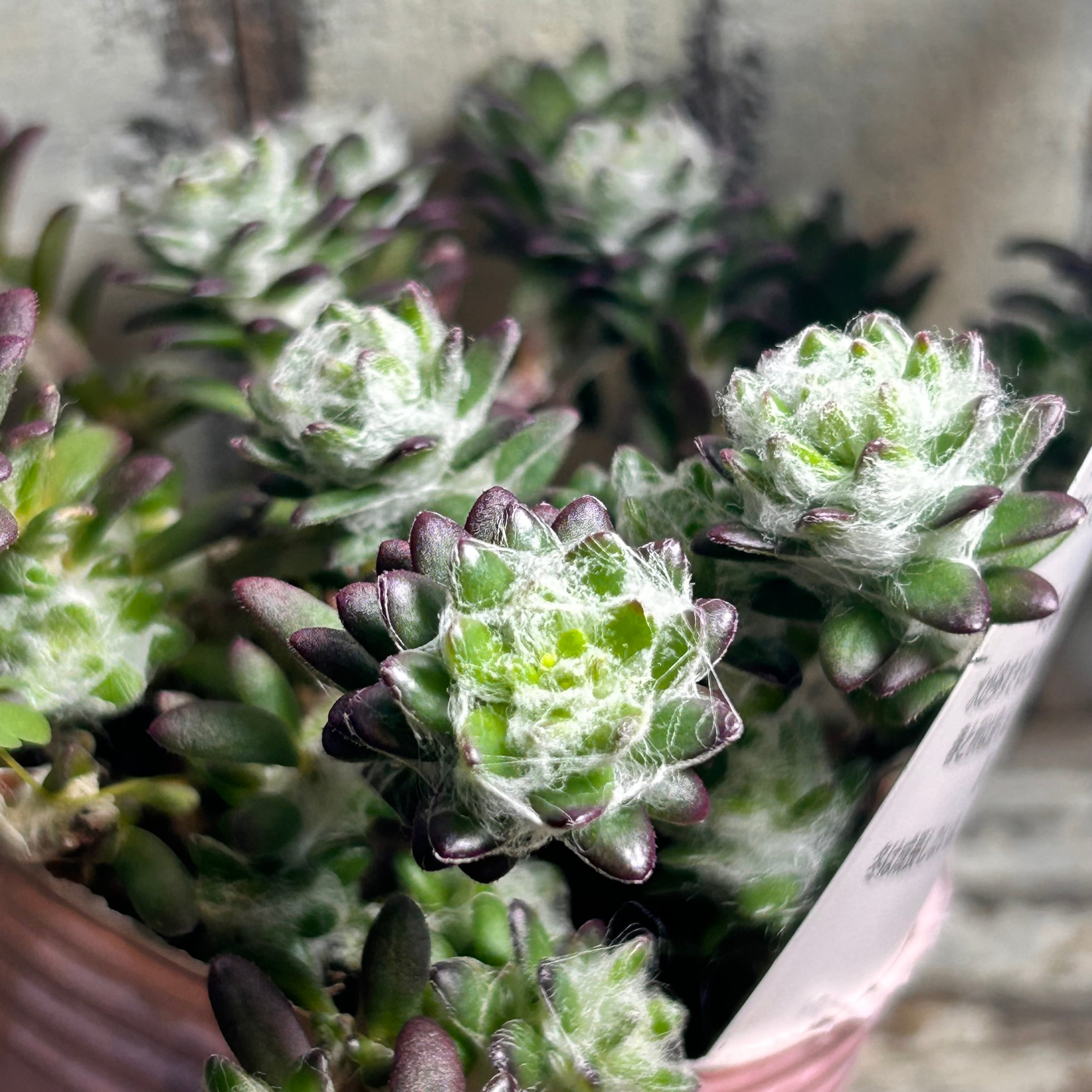 H)ウェルデルマニー | RuPo 多肉植物専門店