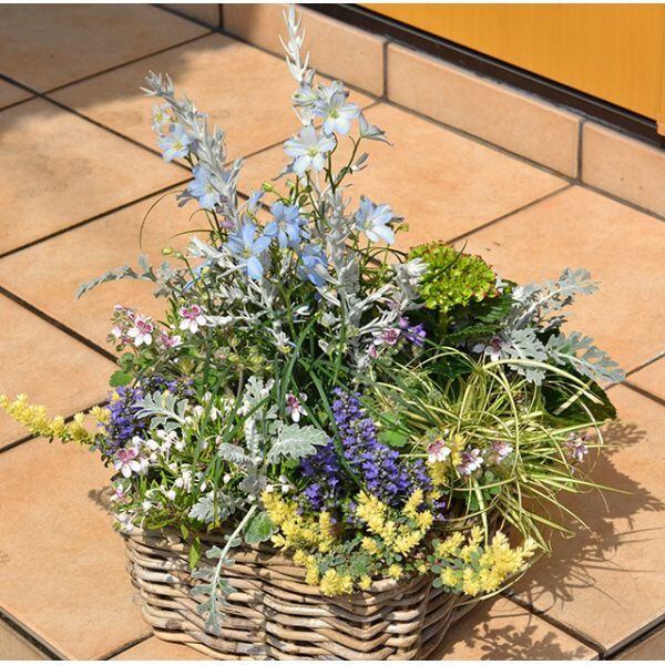 エゼ様オーダー染の花 オーダーメイド寄せ植え 鉢タイプ | お花・観葉植物・多肉植物 寄せ