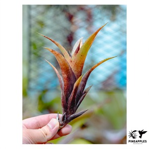 Aechmea seideliana