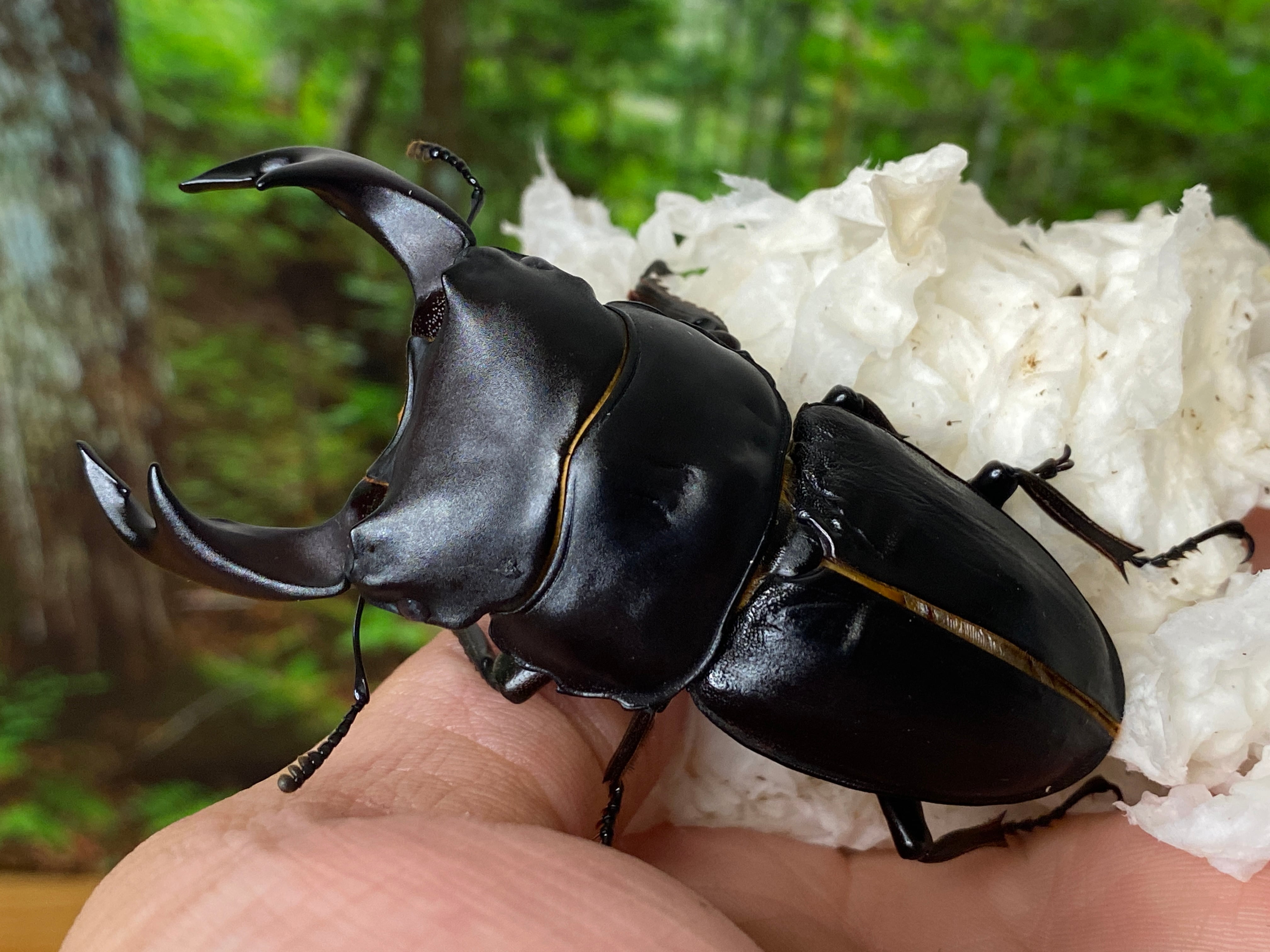 □□国産オオクワガタ奈良輪川西元木SP血統ペア