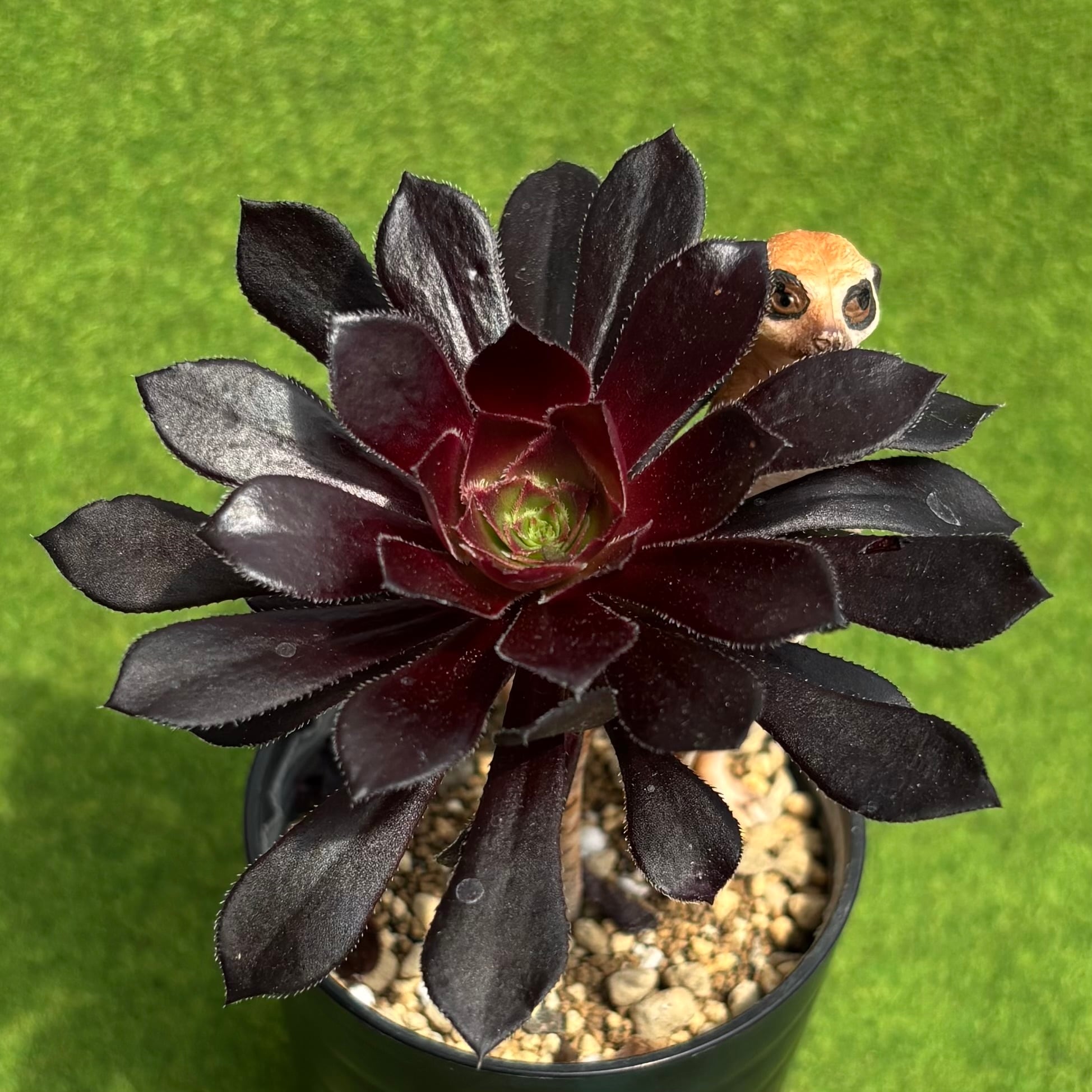 黒法師 ミニ多肉 | 多肉植物 豆彦商店