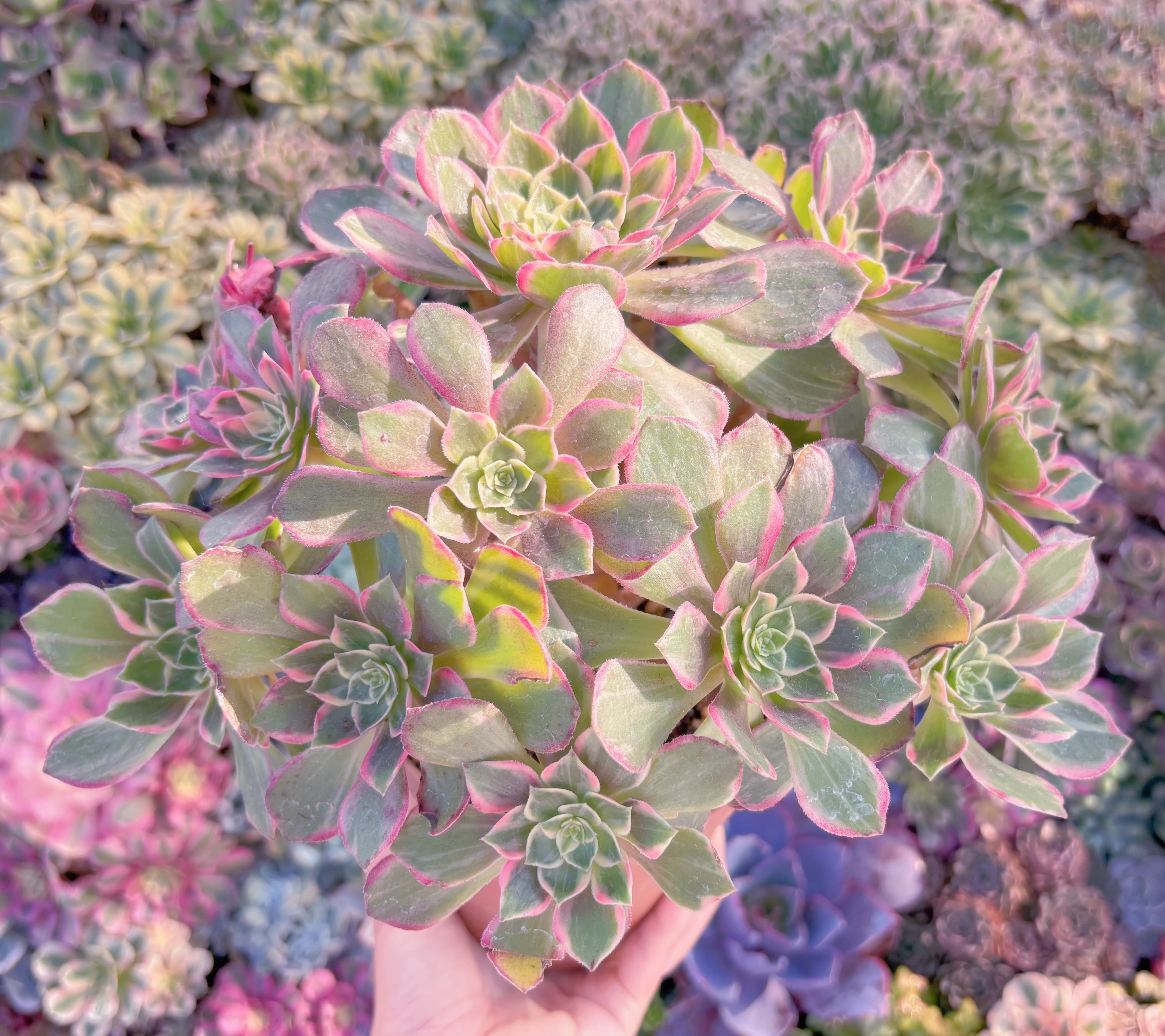 現品　新品種　万華鏡#1131　特大群生　在庫僅少　新入荷　るる農園