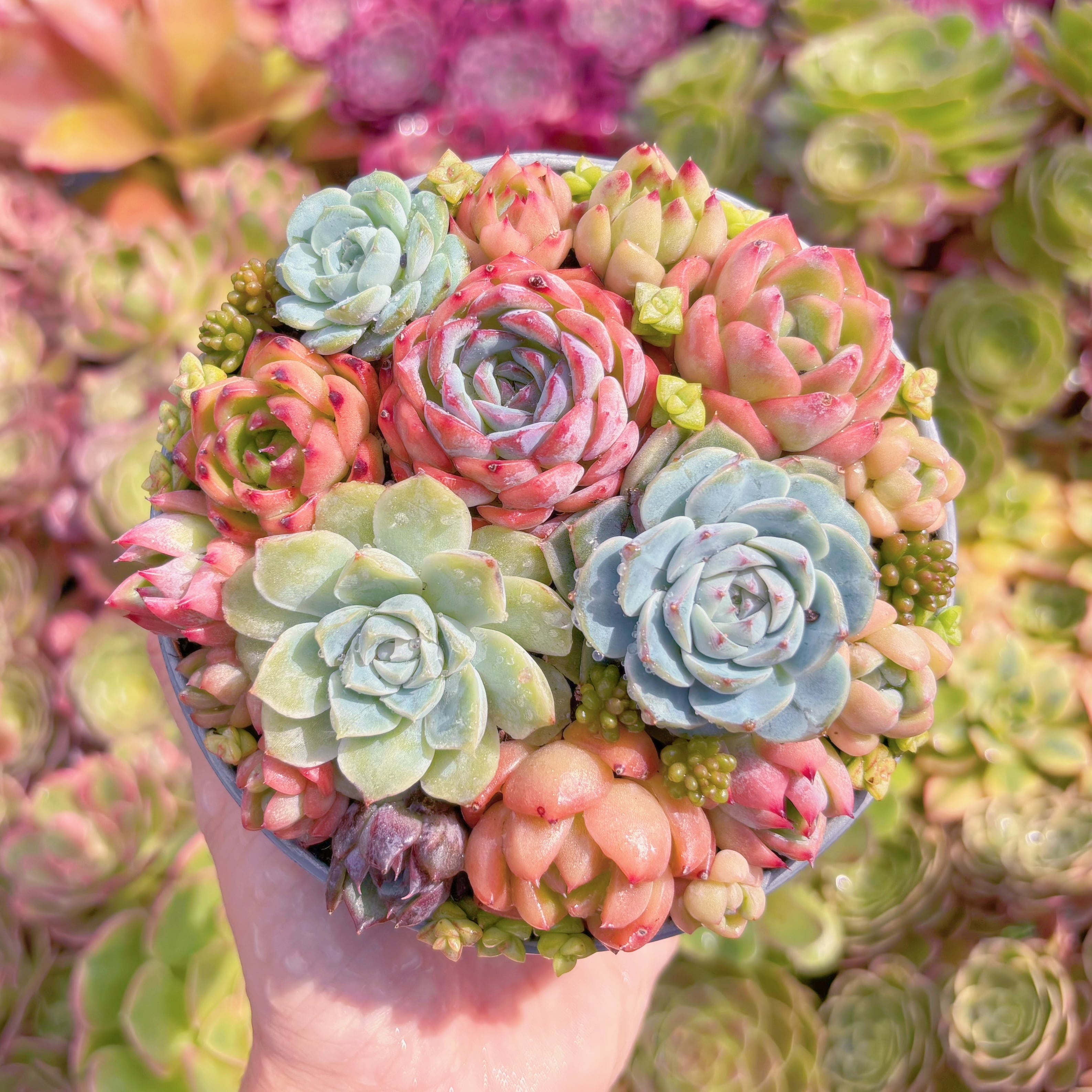 現品　寄せ植えセット#K516　るる農園
