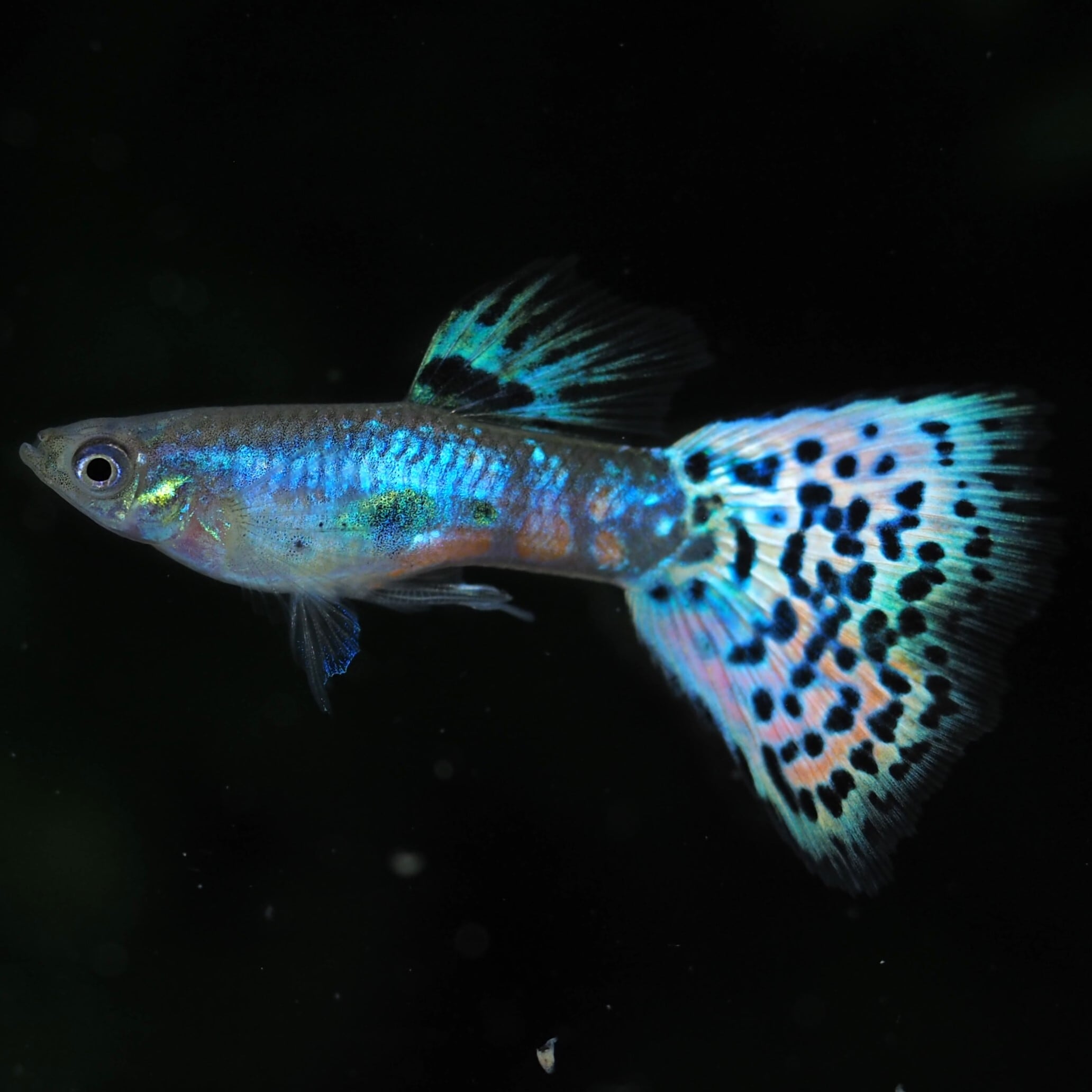 グッピー❗️ GUPPY | 伊豆グッピーファーム