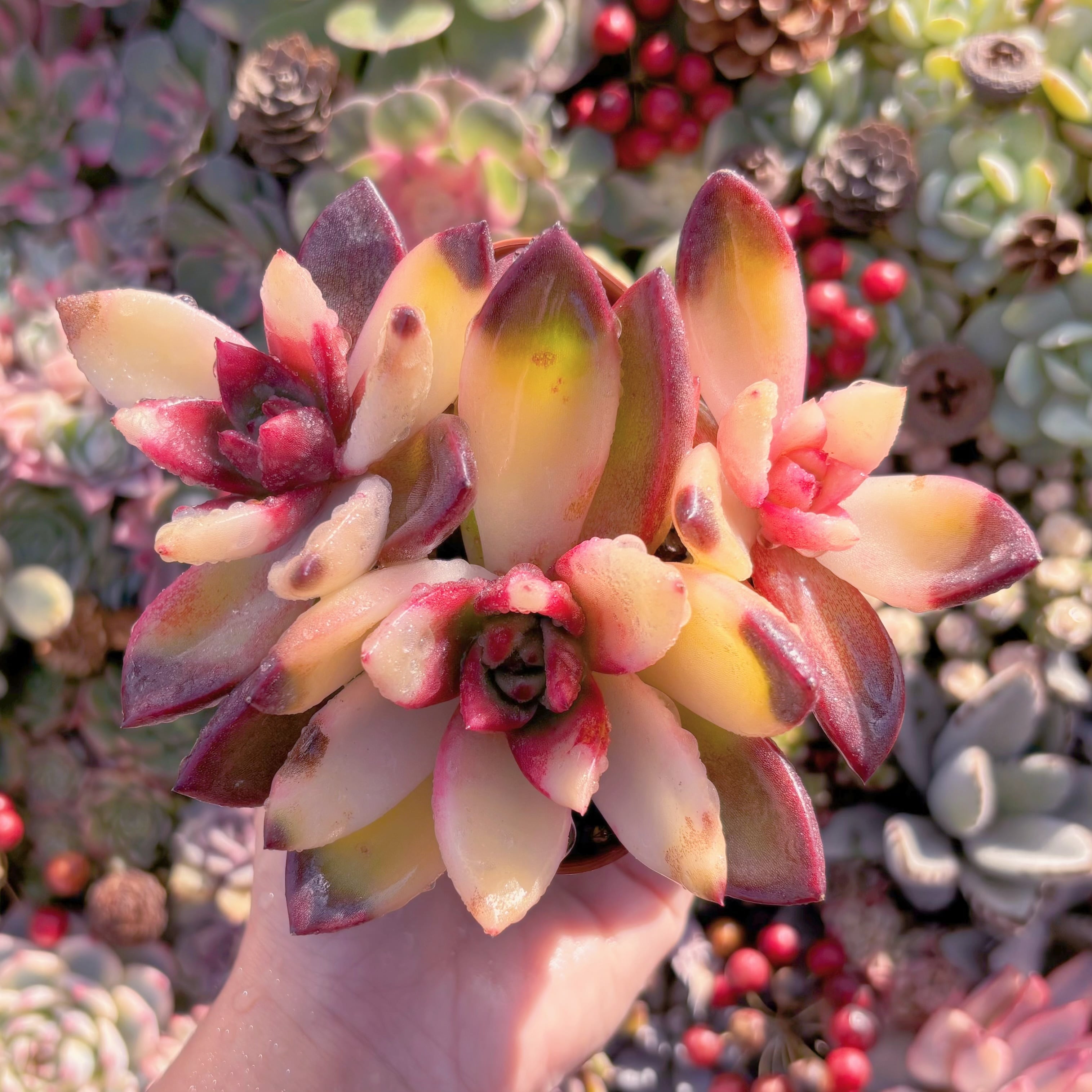 現品　パインローズ錦#3022　群生　新入荷　るる農園