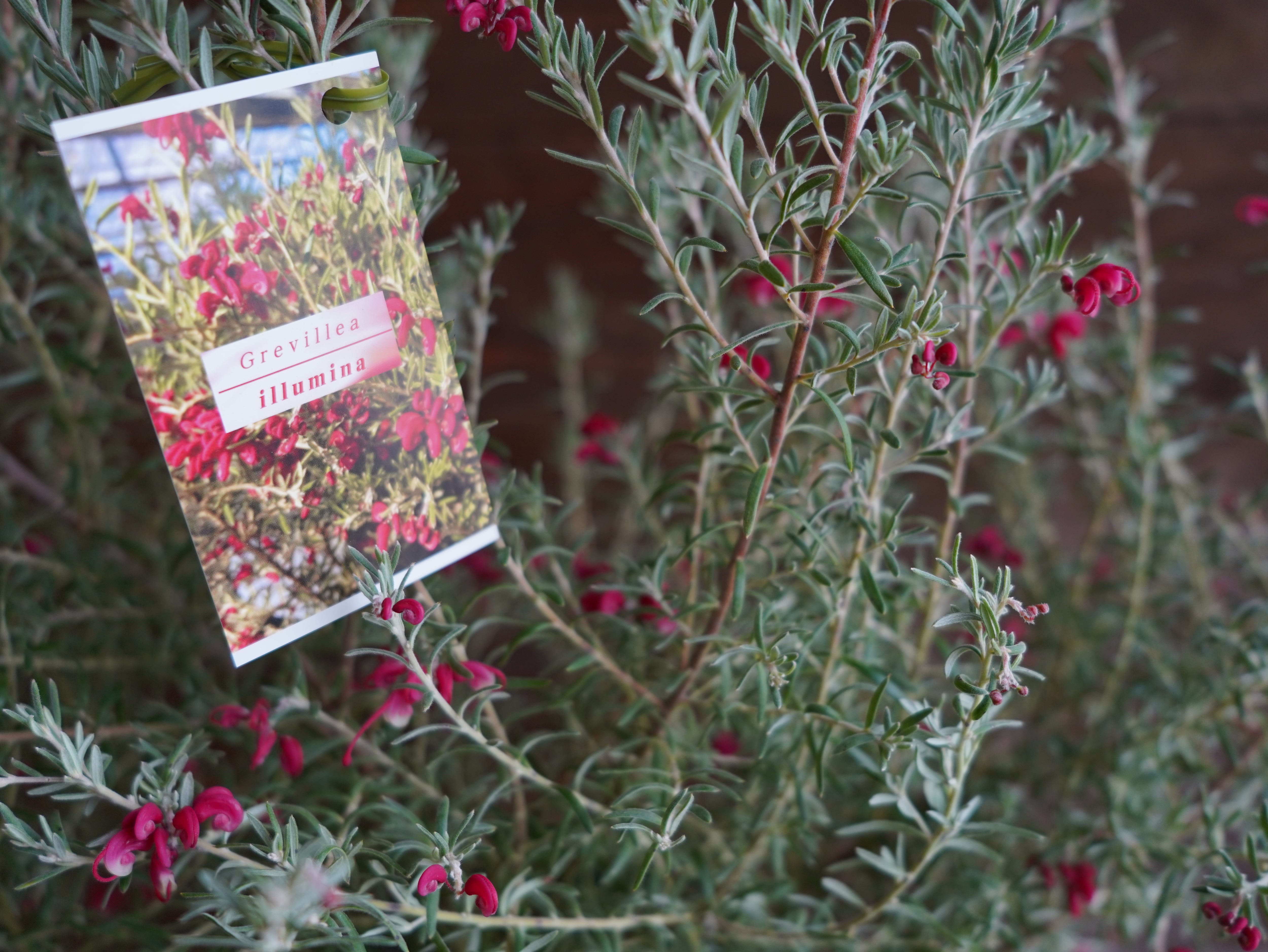 【現物】グレビレア ”プーリンダイルミナ” B