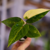 Anthurium (Papililaminum variegated × Crystallinum marble) × (Besseae × Papililaminum)⑧|アンスリウム|観葉植物