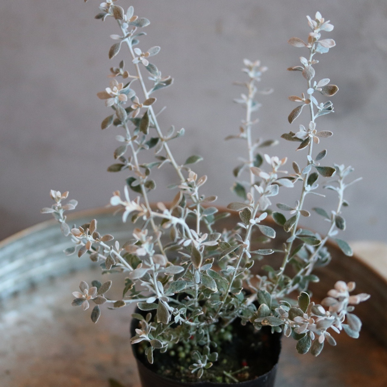 オレアリア　リトルスモーキー　シルバーリーフ　寄せ植えにオススメ　