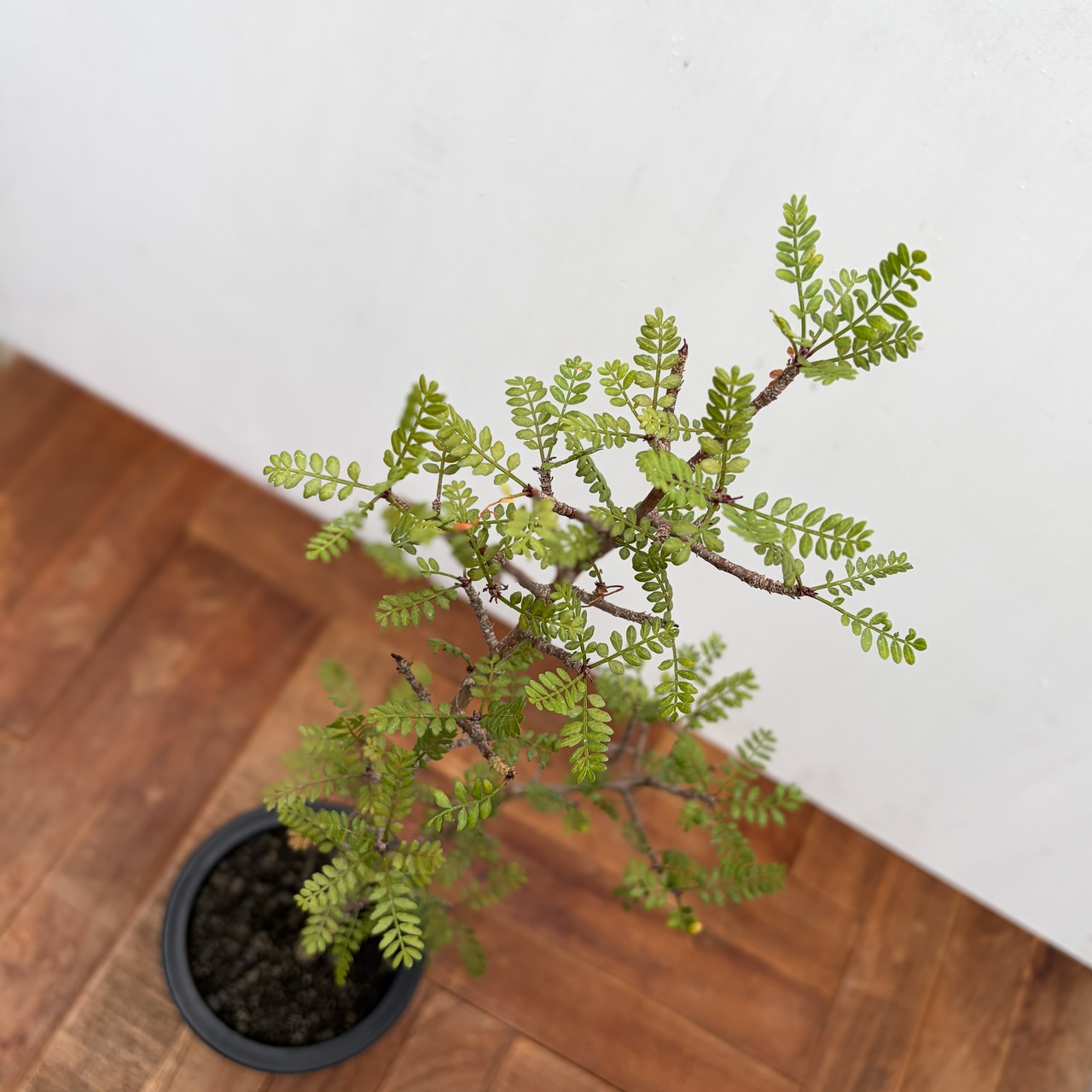Bursera microphilla【ブルセラ・ミクロフィラ・実生】