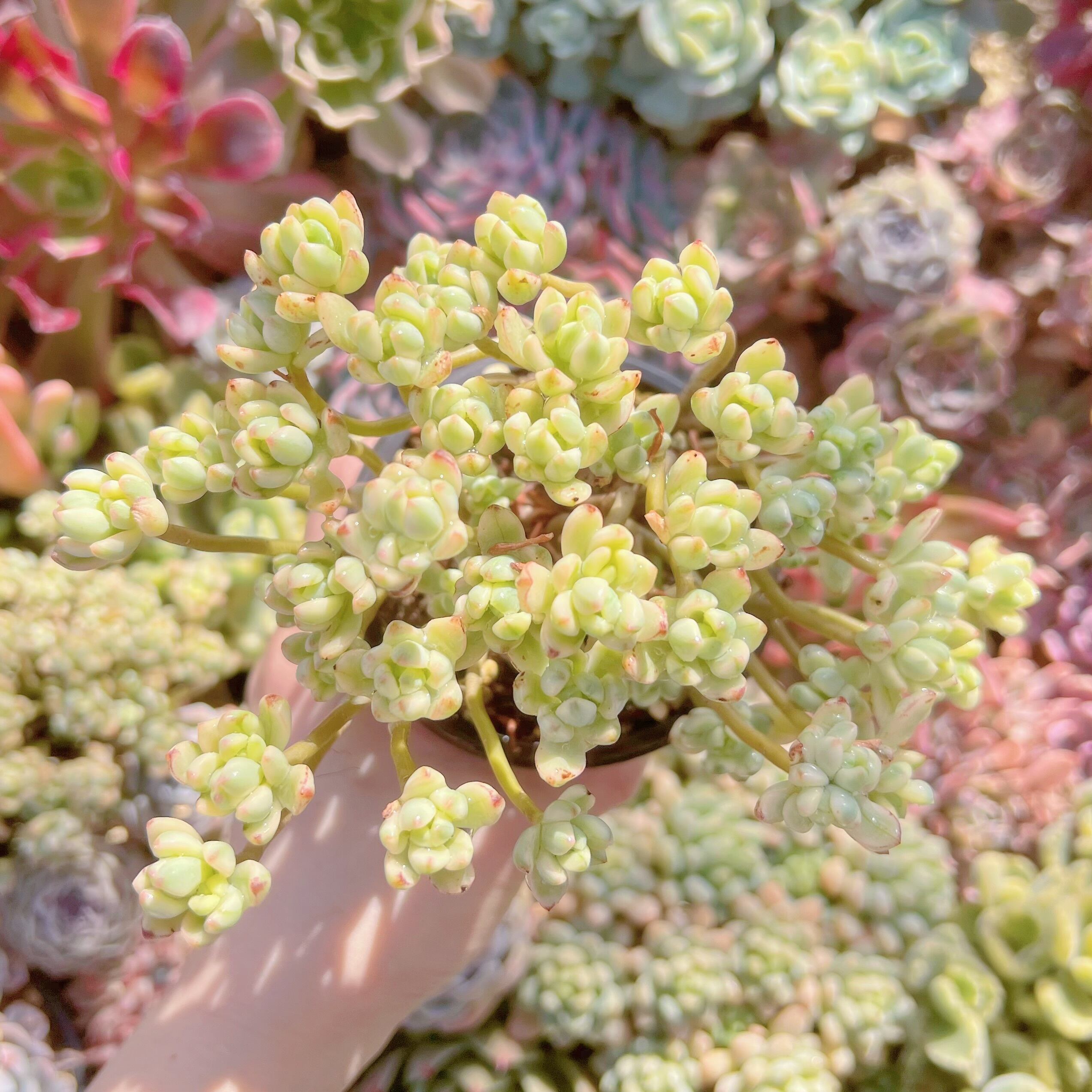 現品　マイキーシュガー錦#611　群生　新入荷