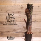 【送料無料】Billbergia 'El Zorro'〔ビルベルギア〕現品発送B0057