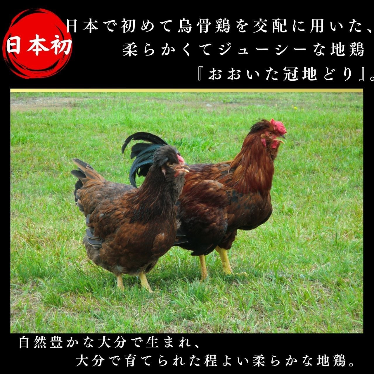 【2026夏ギフト】冠地どり１羽まるごとセット（ギフトBOX入り）