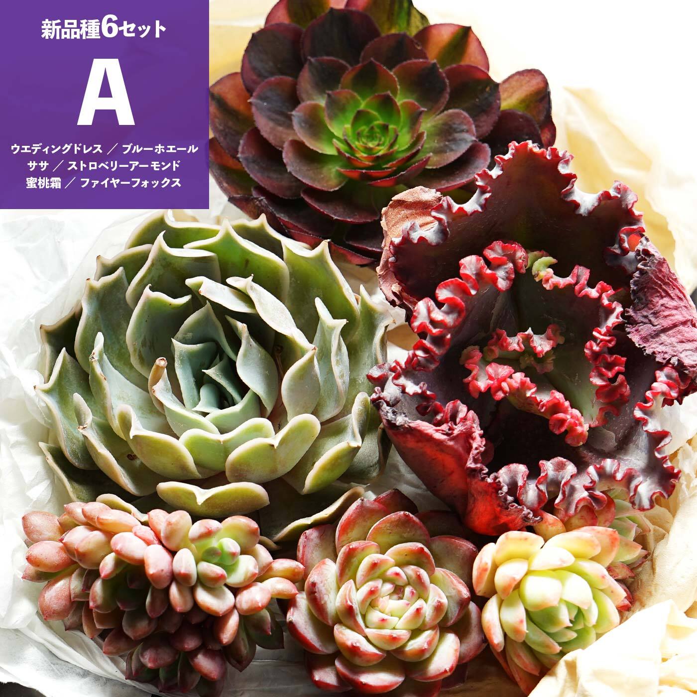 フォロワー様専用出品⭐️多肉植物⭐️火祭り⭐️1鉢分⭐️抜き苗 3304