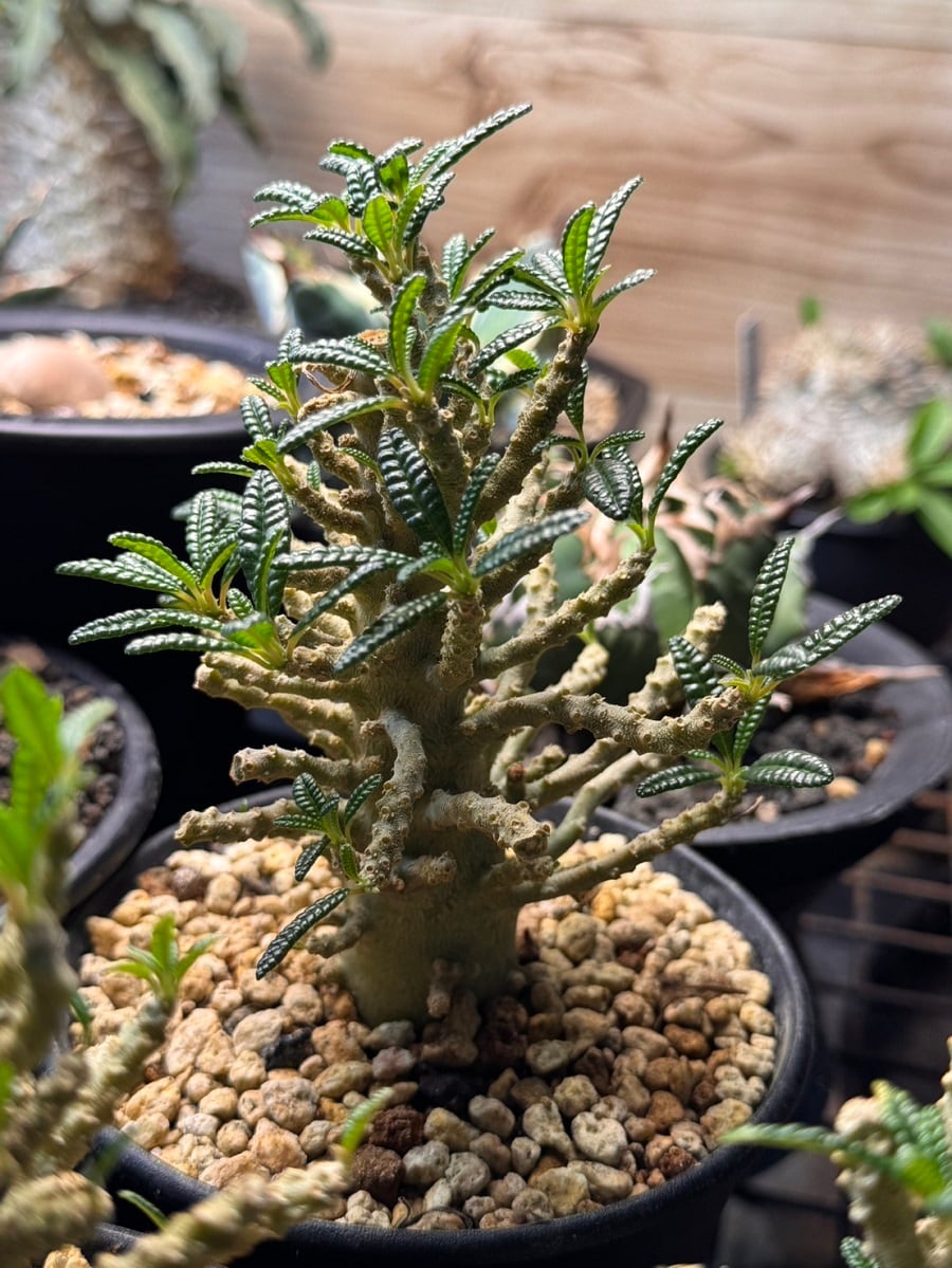 ユーフォルビア・オベサブロウ ⑭ 子株付き（抜き苗発送） | Pay ID