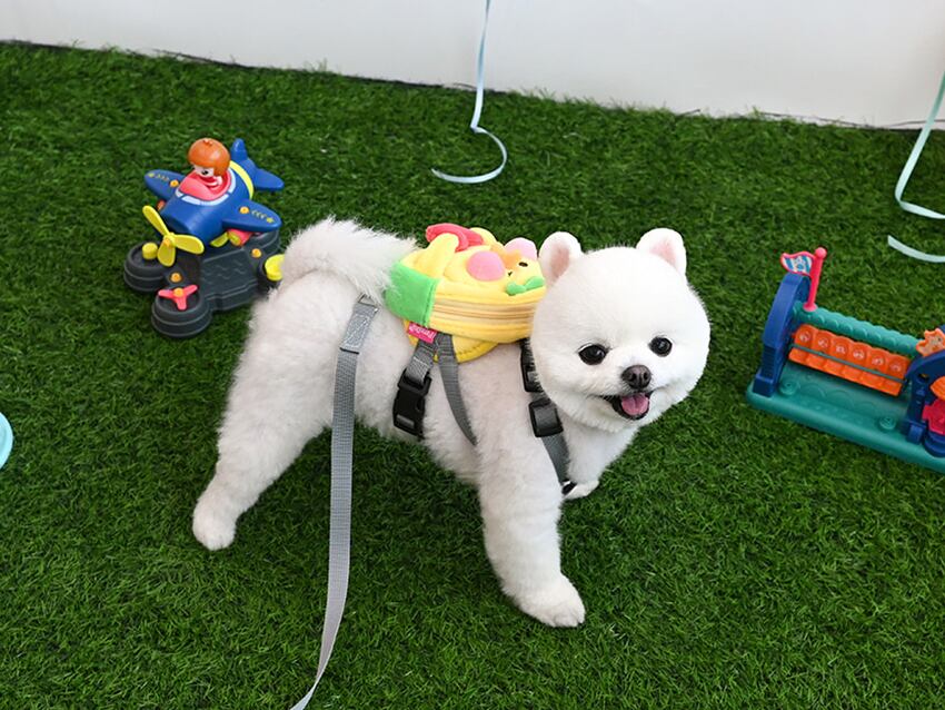 ZOOハーネス&リードセット ver.2  / 犬 犬用 ハーネス 小型犬 中型犬 ドッグウェア ペット用品 胴輪 犬用リュック