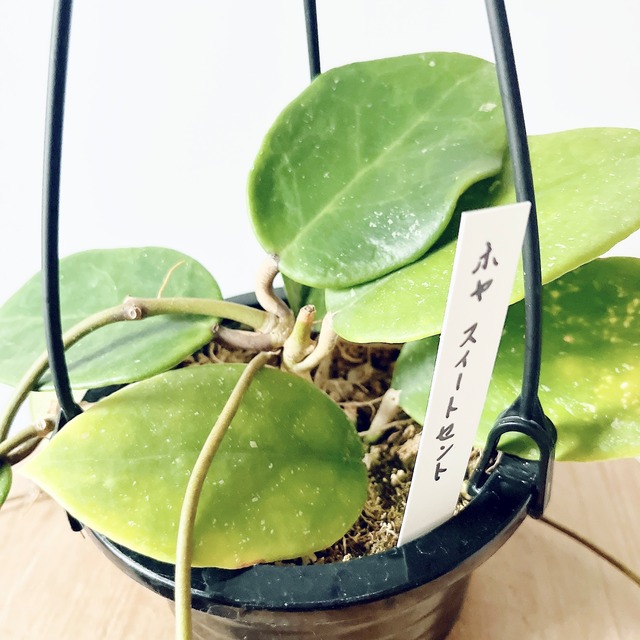 《希少》ホヤ スイートセント ハンギング 観葉植物 calm cafe