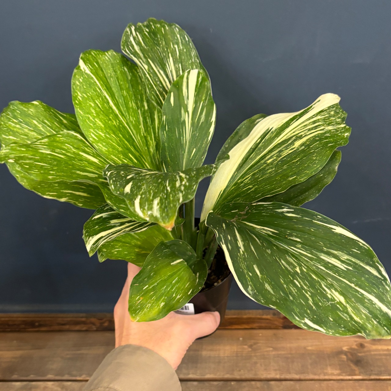 ケンフェリア　アルボ　バリエガータ【228】