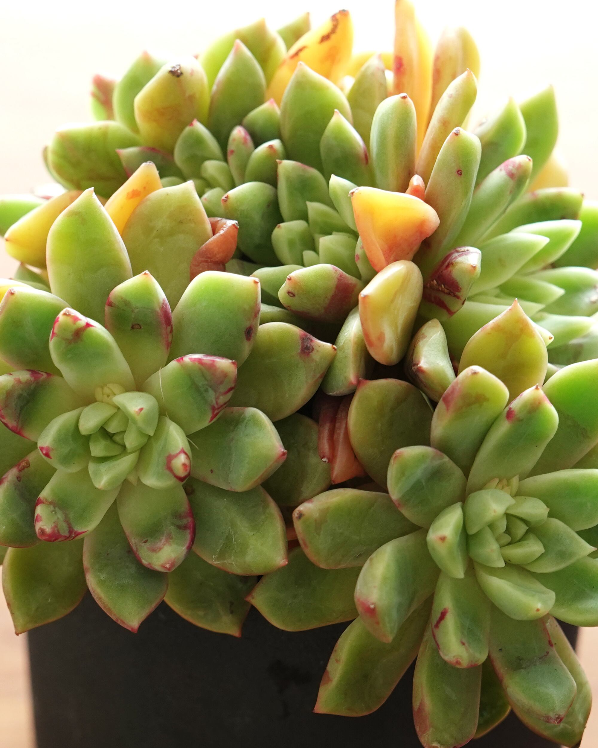 カット苗 ブラッドスワロー 大群生 Echeveria 'Blood Swallow