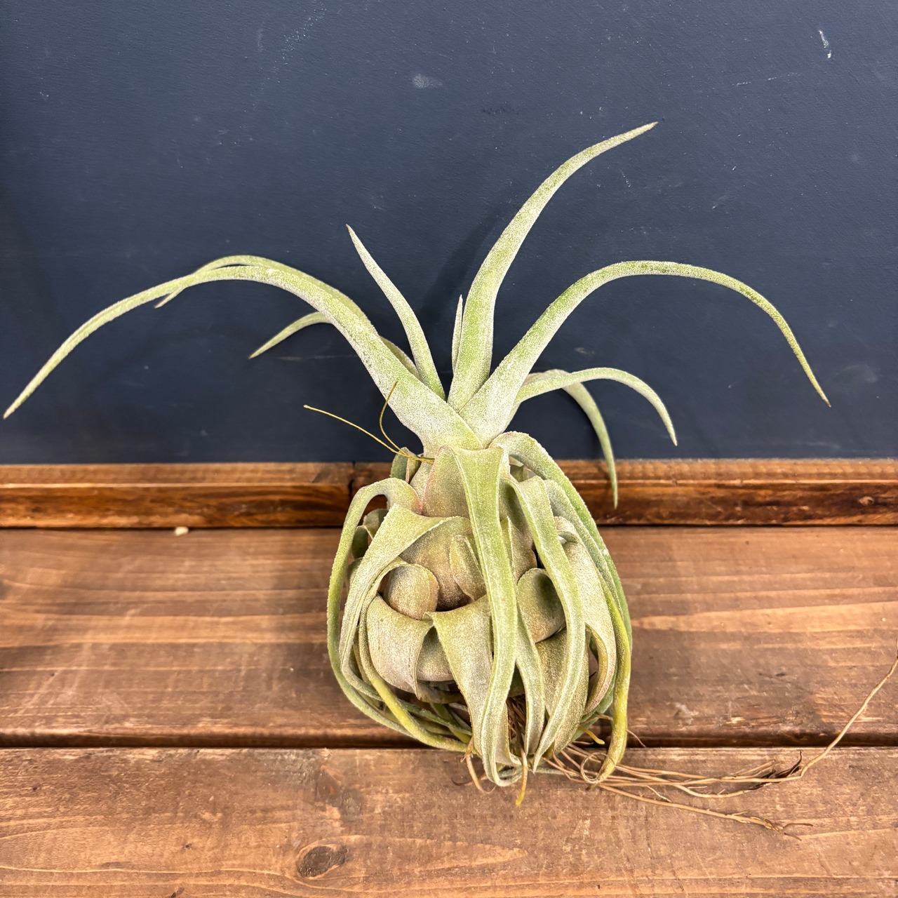 チランジア　ストレプトフィラ【770】