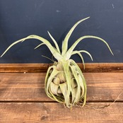 チランジア　ストレプトフィラ【770】