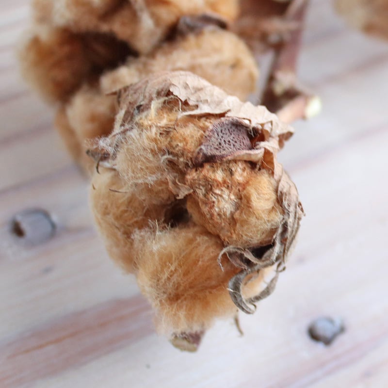 ブラウンコットンのクリスマスリース 野バラの実 フレッシュ針葉樹