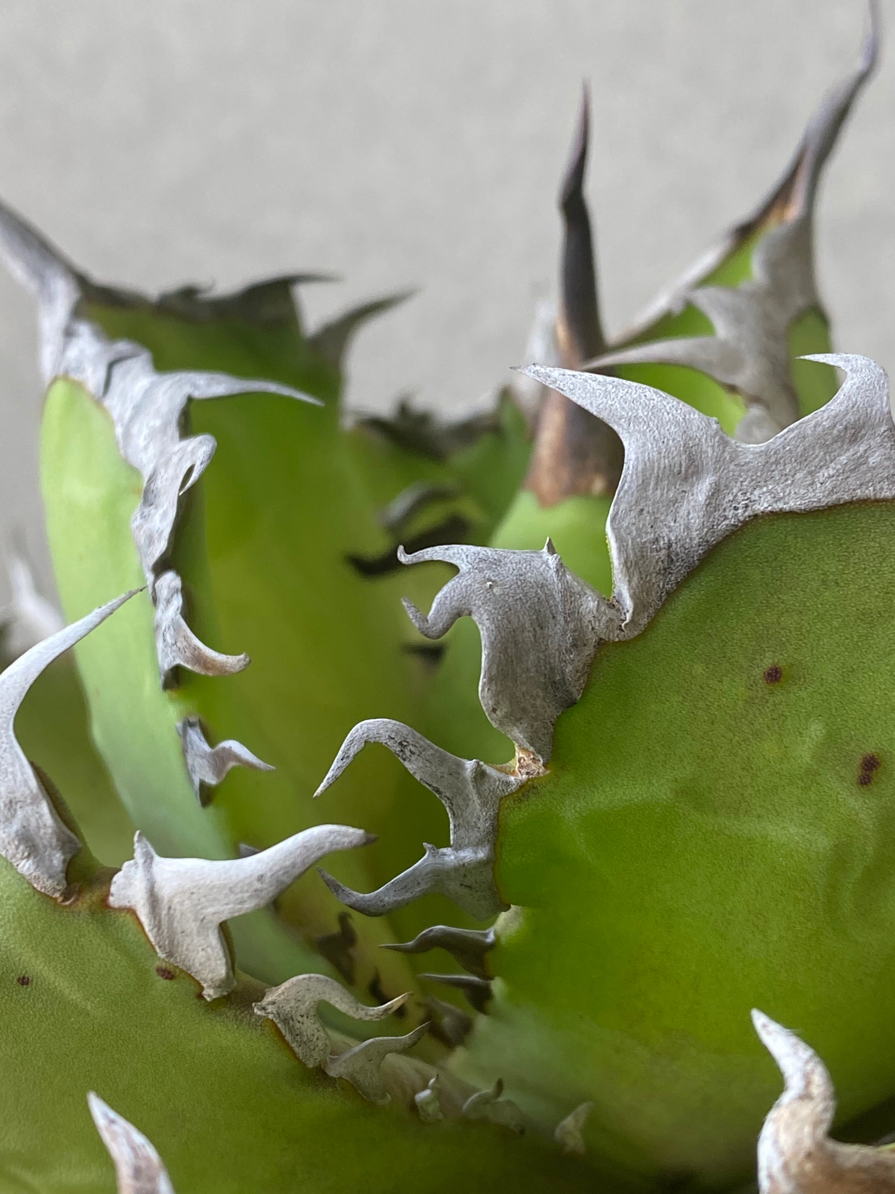 agave titanota 大鋼牙 白排刺 大株 | GARAGE