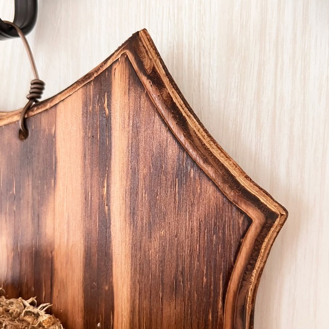 ビカクシダ ウィリンキー 板付 【観葉植物 室内 コウモリラン】