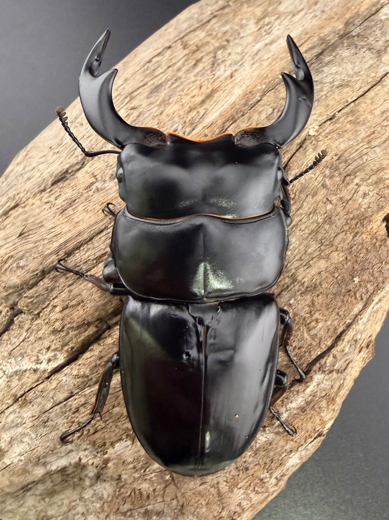 《インドアンタエウス タイガーヒル産 78mm ペア》