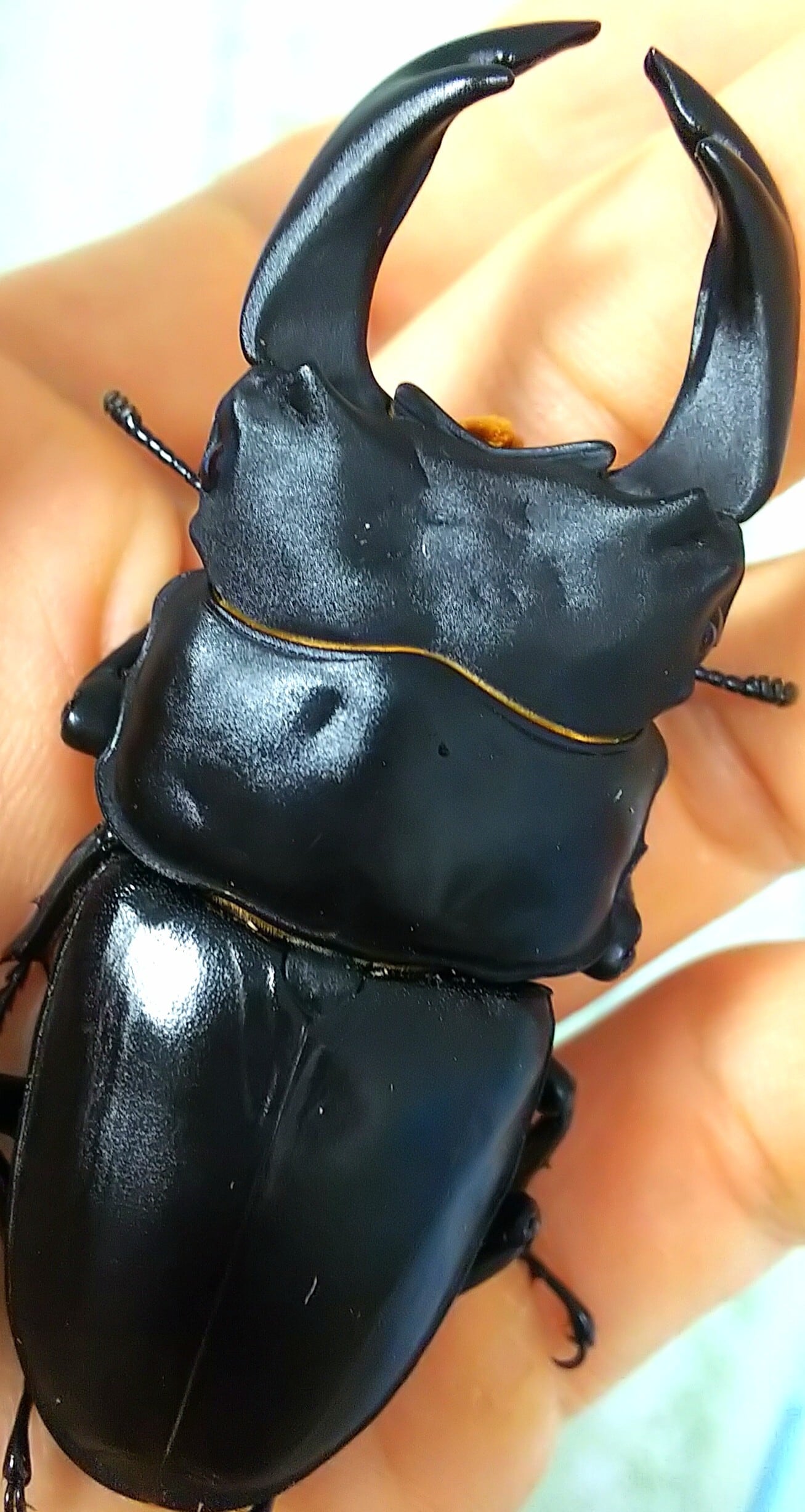 ◇◇極太極厚阿古谷産オオクワ76ミリペア逆ハ入り◇◇顎幅6.7-6.8顎厚5.8